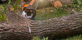 Lamar, MO Tree Care Company